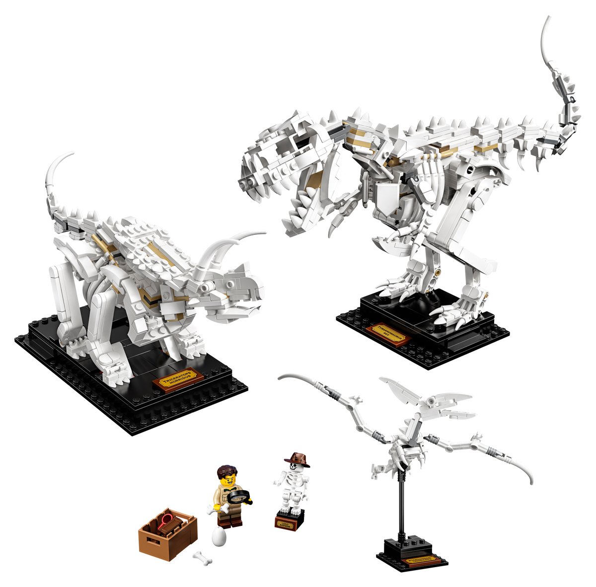 乐高 LEGO 21320 Dinosaur Fossils｜IDEAS 系列（绝版现货）